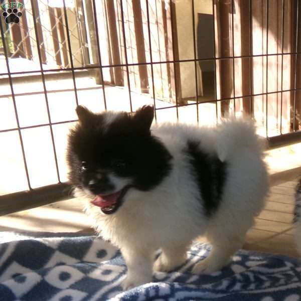 Bella, Pomeranian Puppy